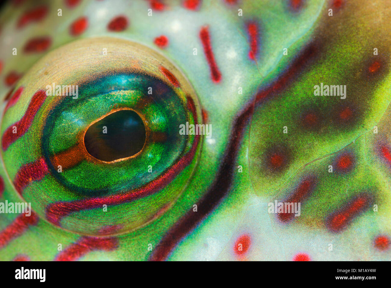 Close-up, abstract underwater photo of the eye and colourful body pattern of a Tripletail Wrasse fish in Komodo National Park, Indonesia. Stock Photo