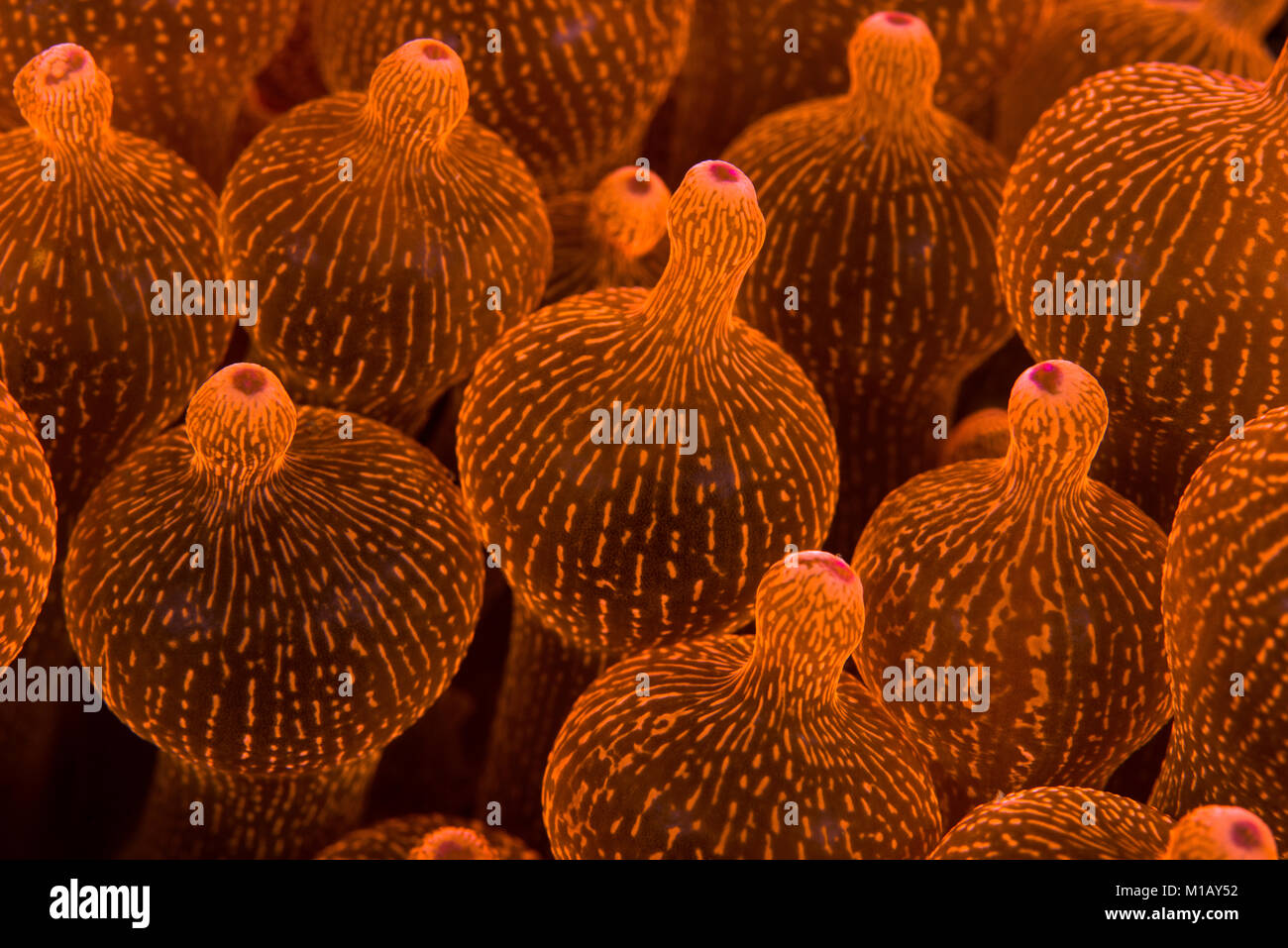 Close-up, abstract underwater photo of the tentacles of a bright neon orange Bubble-tip Sea Anemone, in Sangeang Island, Indonesia. Stock Photo