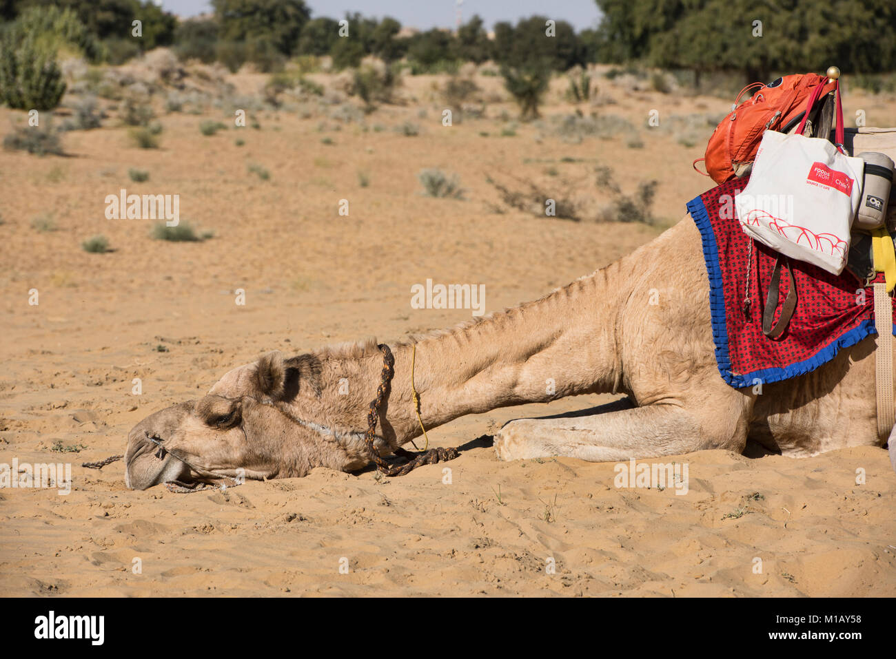 Tired camel in the Thar Desert, Rajasthan, India Stock Photo - Alamy, image size:1300x957