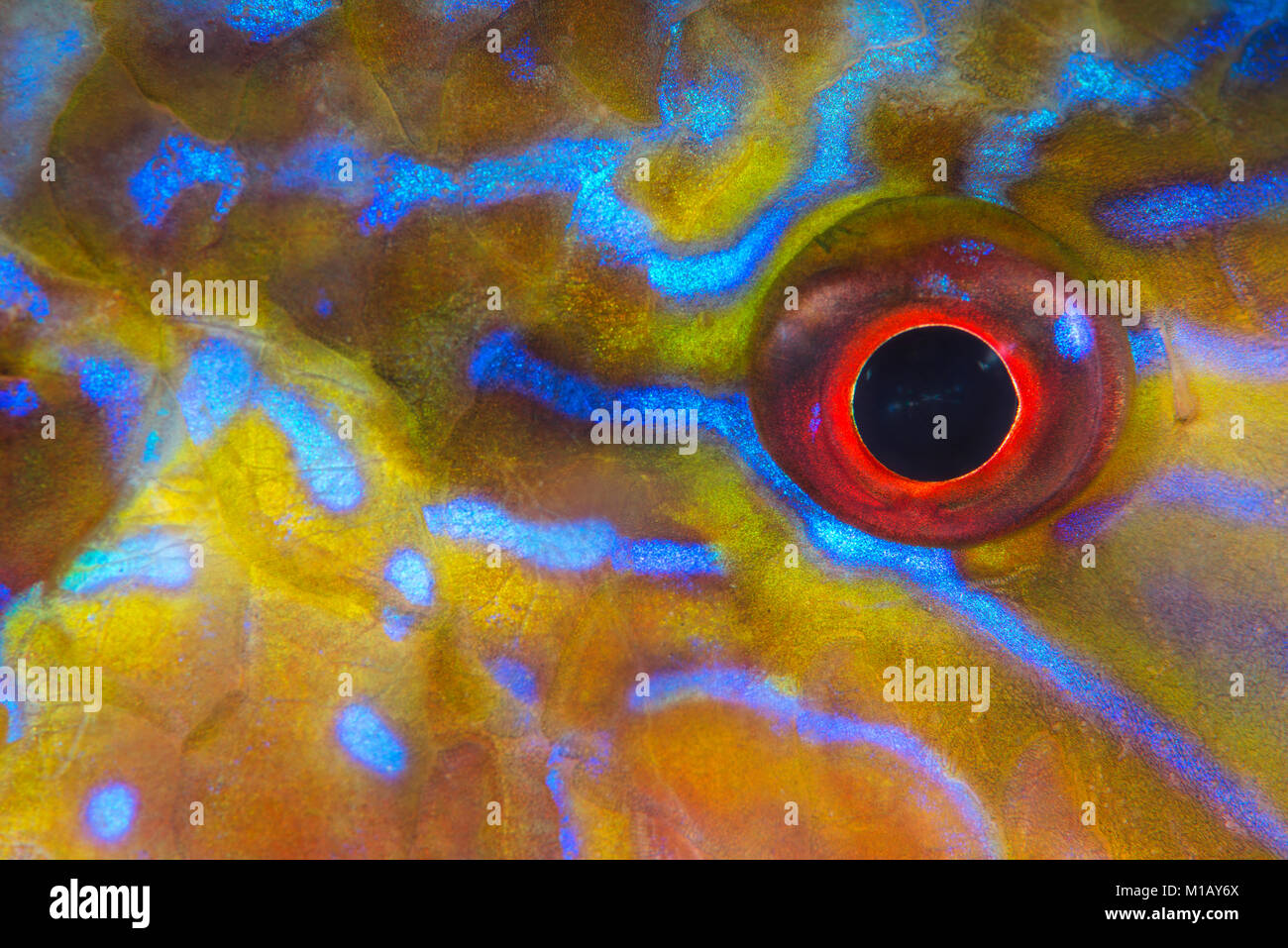 Close-up, abstract underwater photo of the eye and colourful body pattern of a many-bar goatfish in Komodo National Park, Indonesia. Stock Photo