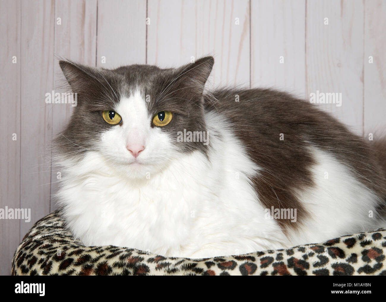 Portrait of a grey and white tabby cat with green eyes looking directly ...