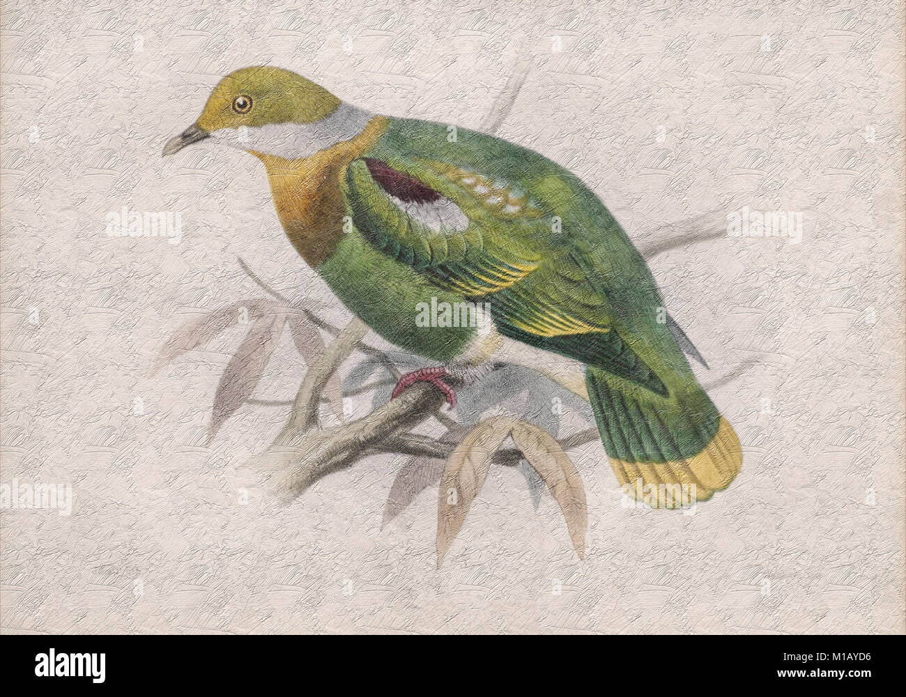 Digitally enhanced Illustration of Eastern Ornate Fruit-dove (ptilopus gestroi now Ptilinopus gestroi) from 1878 Stock Photo