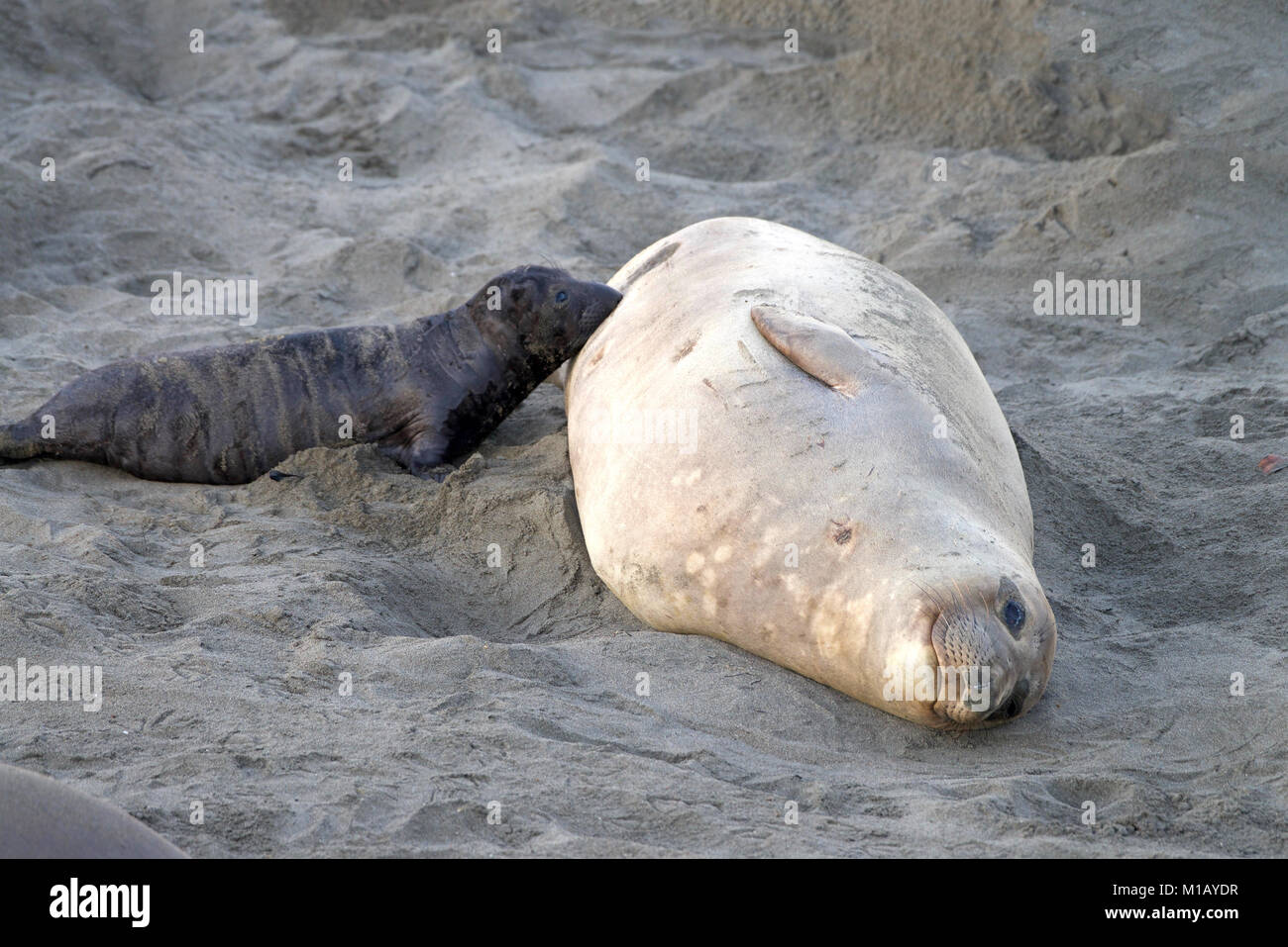 Female elephant seal with infant pup on a beach in California. Pups nurse about four weeks are weaned abruptly then abandoned by their mother, who hea Stock Photo - Alamy Female elephant seal with infant pup on a beach in California. Pups nurse about four weeks are weaned abruptly then abandoned by their mother, who hea Stock Photo - Alamy