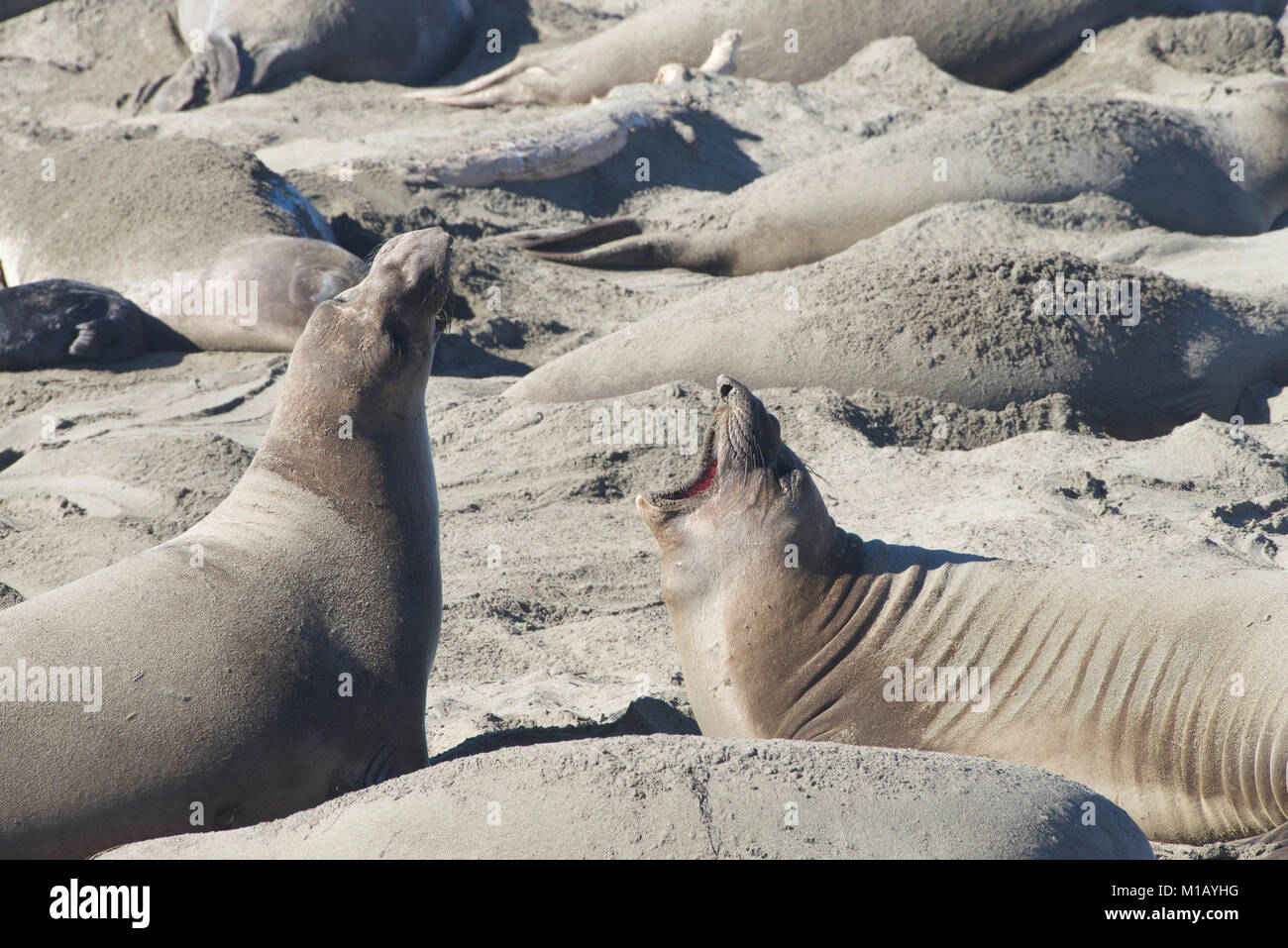 Elephant seal laying on a beach, vocalizing. Elephant seals take their name from the large proboscis of the adult male (bull), which resembles an elep Stock Photo