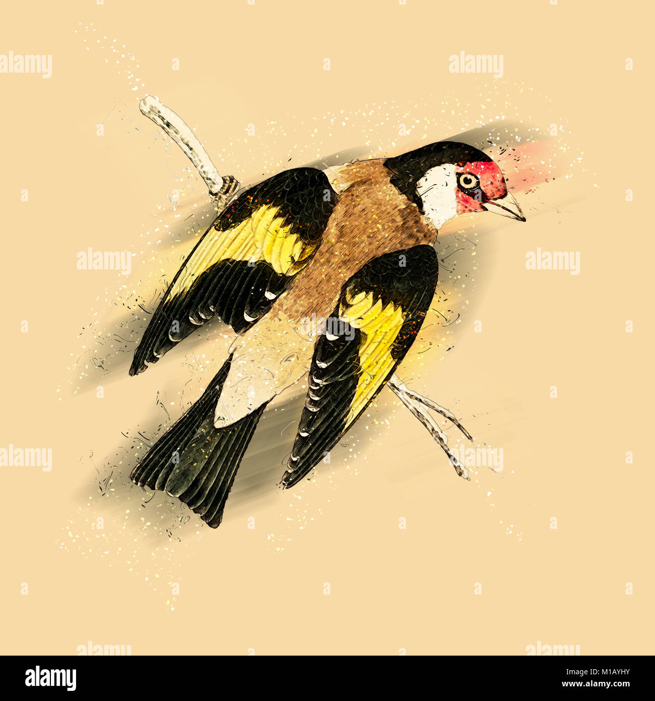 Digitally enhanced image of a European goldfinch. 19th century Artwork of a European goldfinch (Carduelis carduelis) on a branch. This bird feeds main Stock Photo