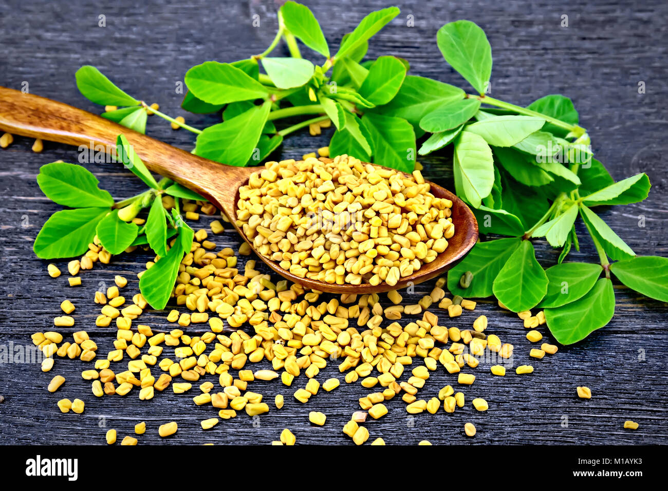 Fenugreek seeds in a spoon and on a table with green leaves on a wooden plank background Stock Photo