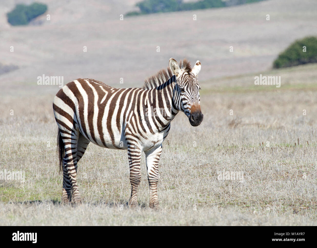 Large herds hires stock photography and images Alamy