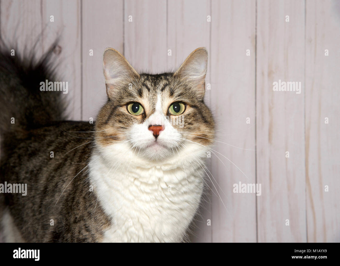 Portrait of a brown and white tabby cat looking at viewer. Light wood ...