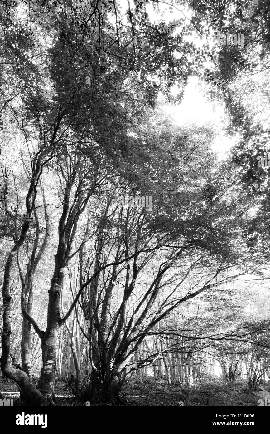 Trees in Canfaito (Marche) beech forest, with low sun filtering through Stock Photo