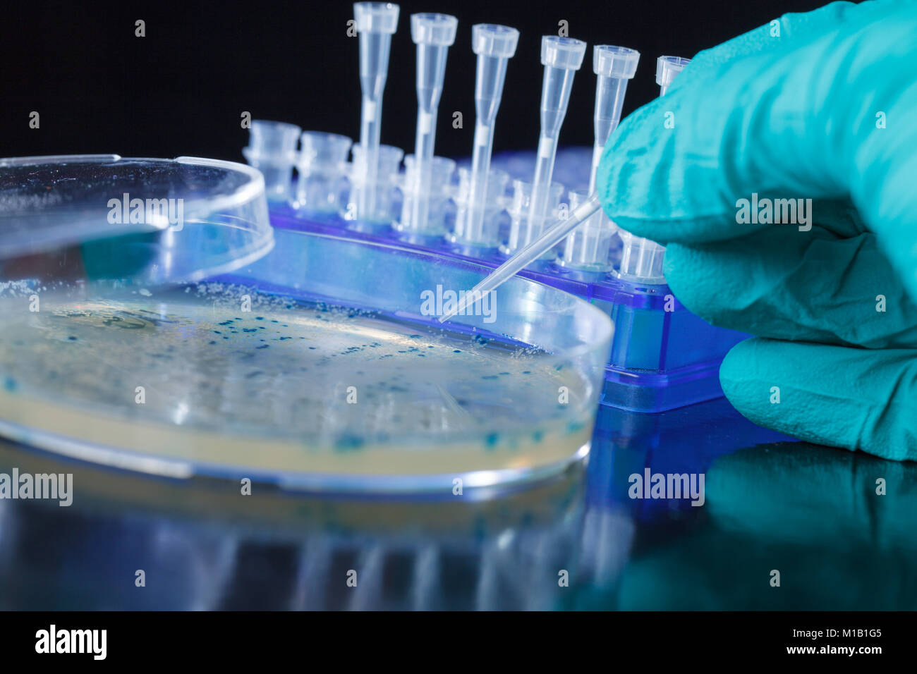 Scientist hand  picks up bacterial colonies for cloning of transgenic vector into plasmid DNA Stock Photo