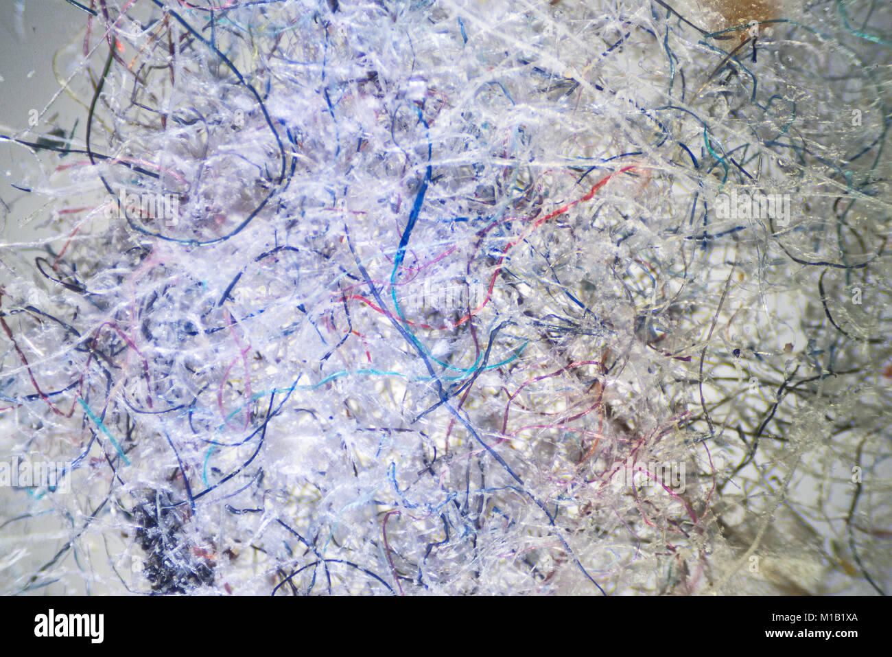 The Microscopic World. Ordinary house dust under the microscope Stock Photo Alamy