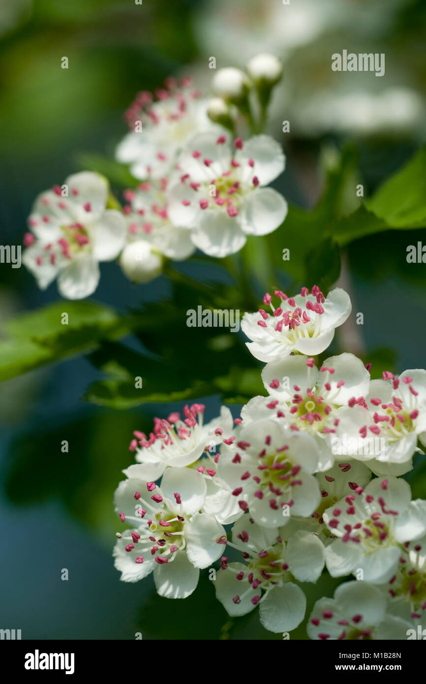 Calycine hi-res stock photography and images - Alamy