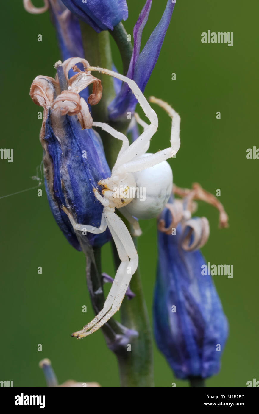 White Crab Spider, Misumena vatia on withered Bluebell flowers, Wales, UK Stock Photo