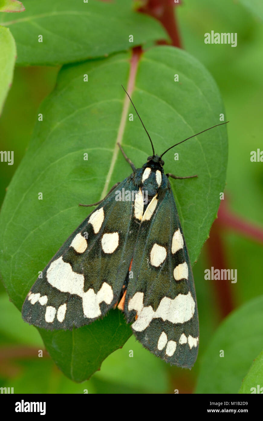 Callimorpha dominula, Scarlet Tiger Moth, Wales, UK. Stock Photo