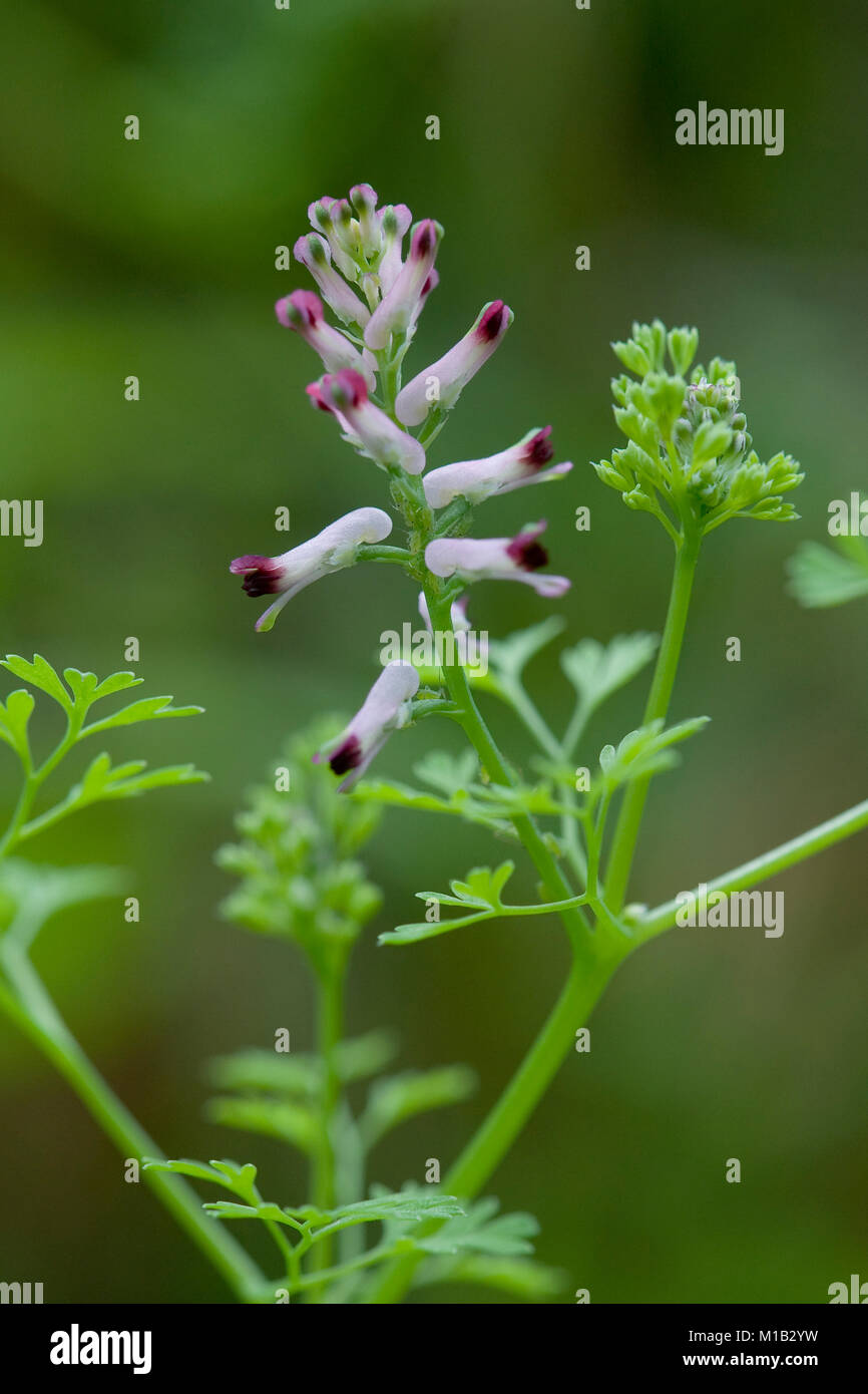 Fumaria wirtgenii,Wirtgen-Erdrauch,Wirtgen-Fumitory Stock Photo