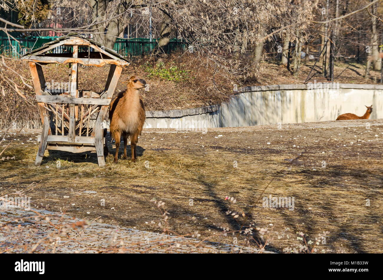 Llama looking straight away in farmyard, Sofia, Bulgaria Stock Photo