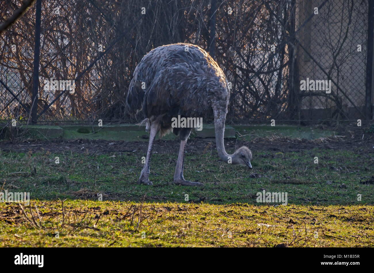 Young ostrich walking on  the farmyard and look for green grass, Sofia, Bulgaria Stock Photo