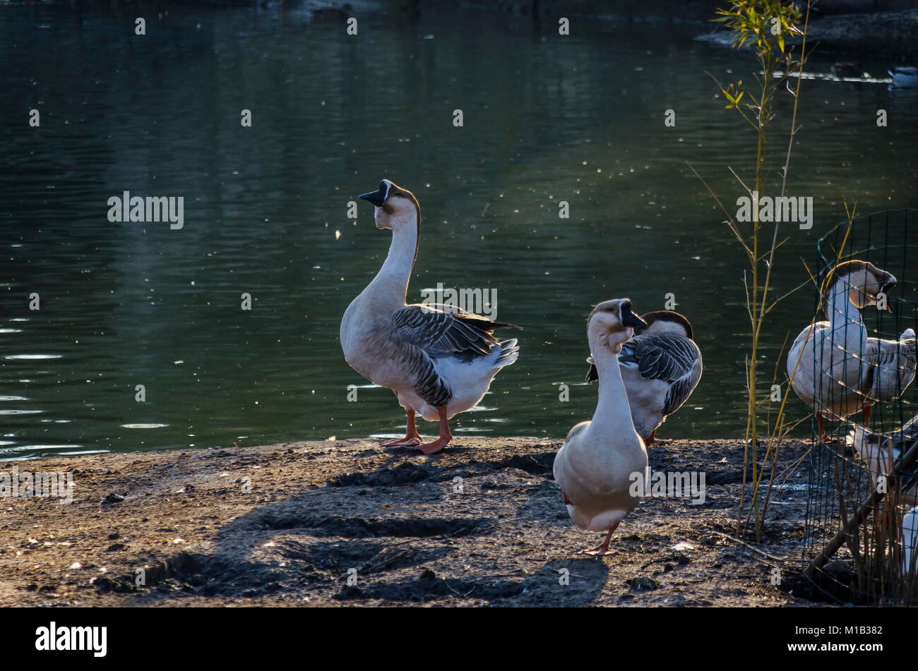 https://c8.alamy.com/comp/M1B382/group-grey-white-goose-anser-cygnoides-cygnopsis-cygnoides-or-swan-M1B382.jpg