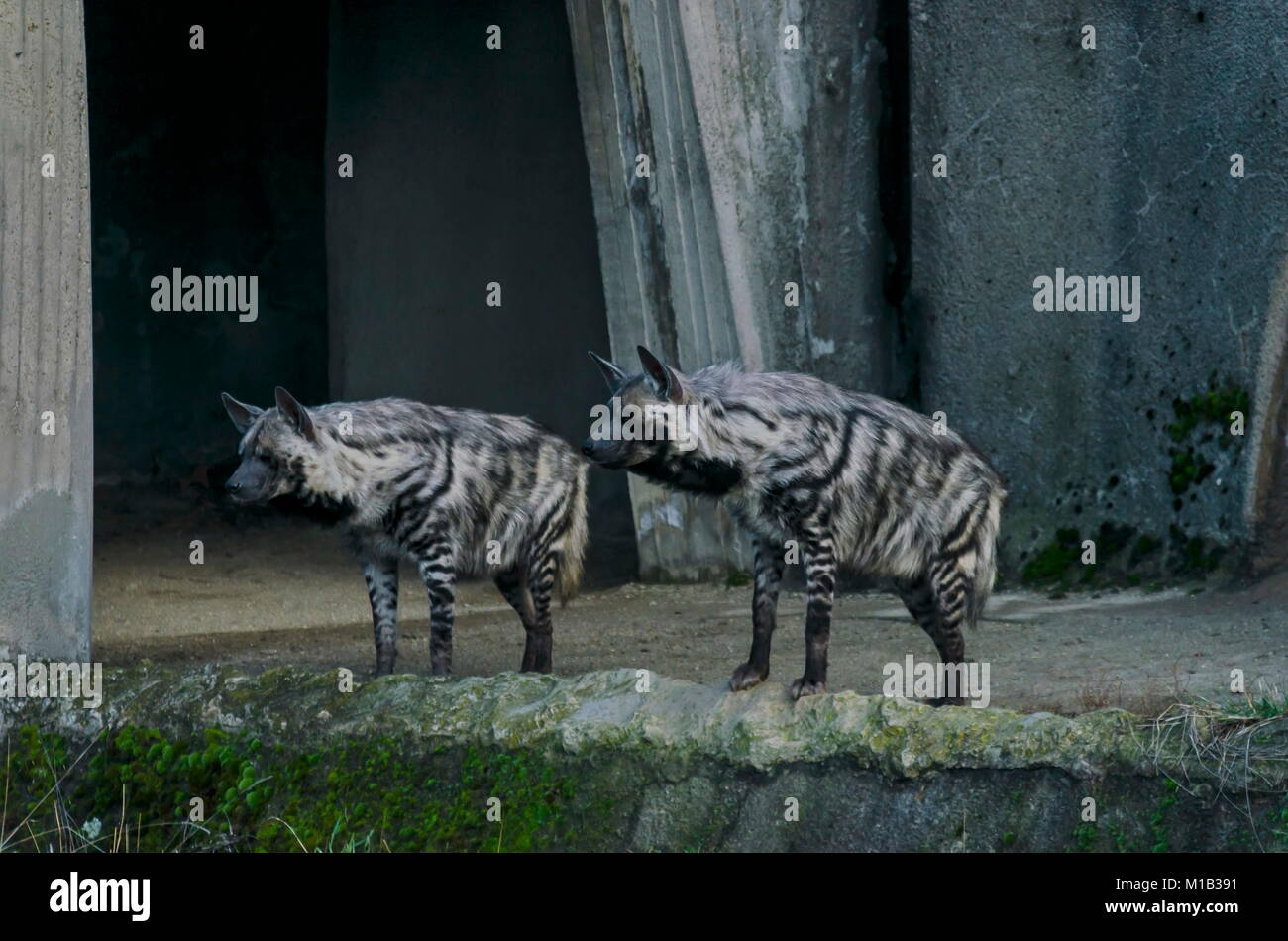 Two Striped hyenas look aggressively, Sofia, Bulgaria Stock Photo