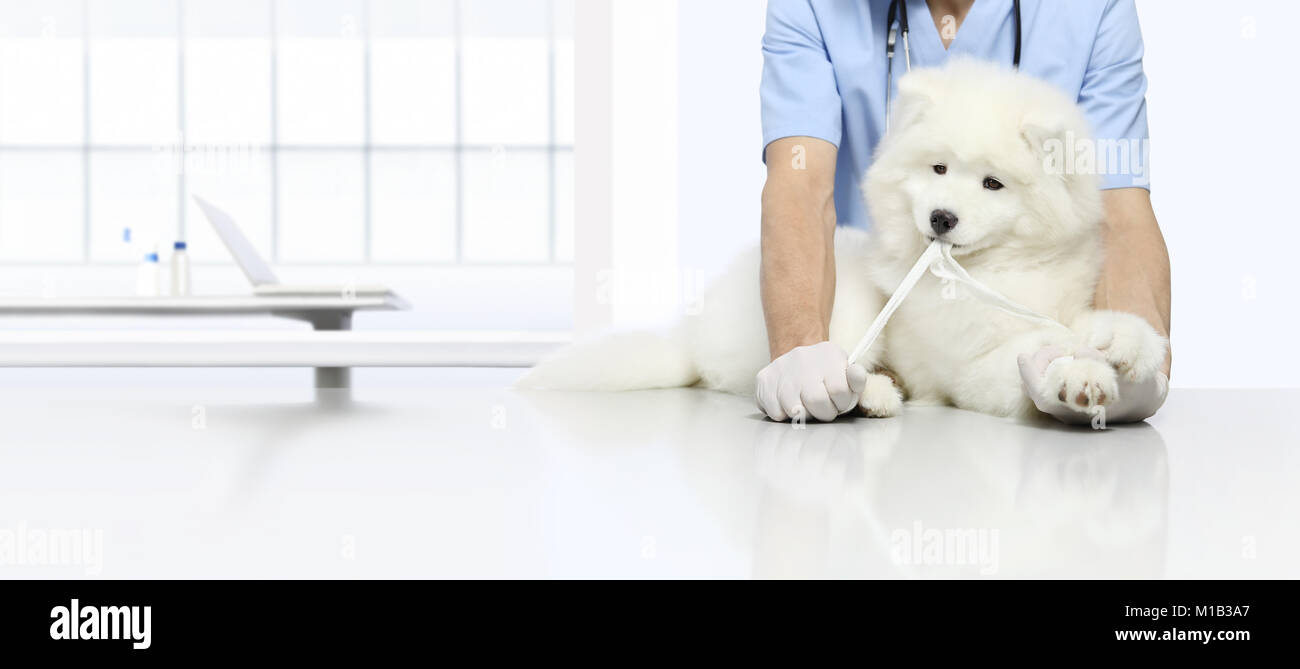 veterinary examination playfull dog with gauze bandage, veterinarian