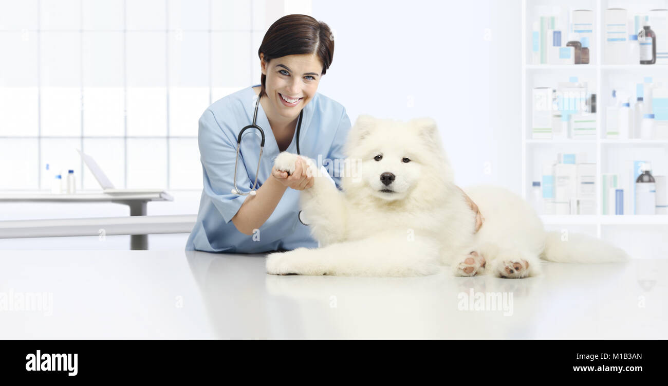 dog veterinary examination smiling Veterinarian check the dog's paw on