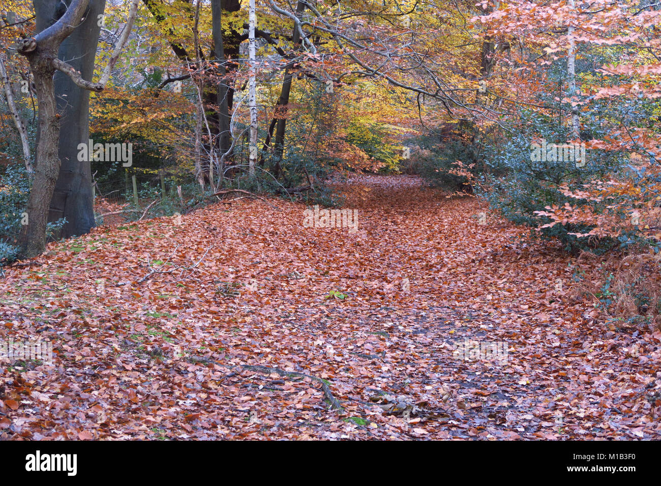 Burnham Beeches in autumn Stock Photo Alamy