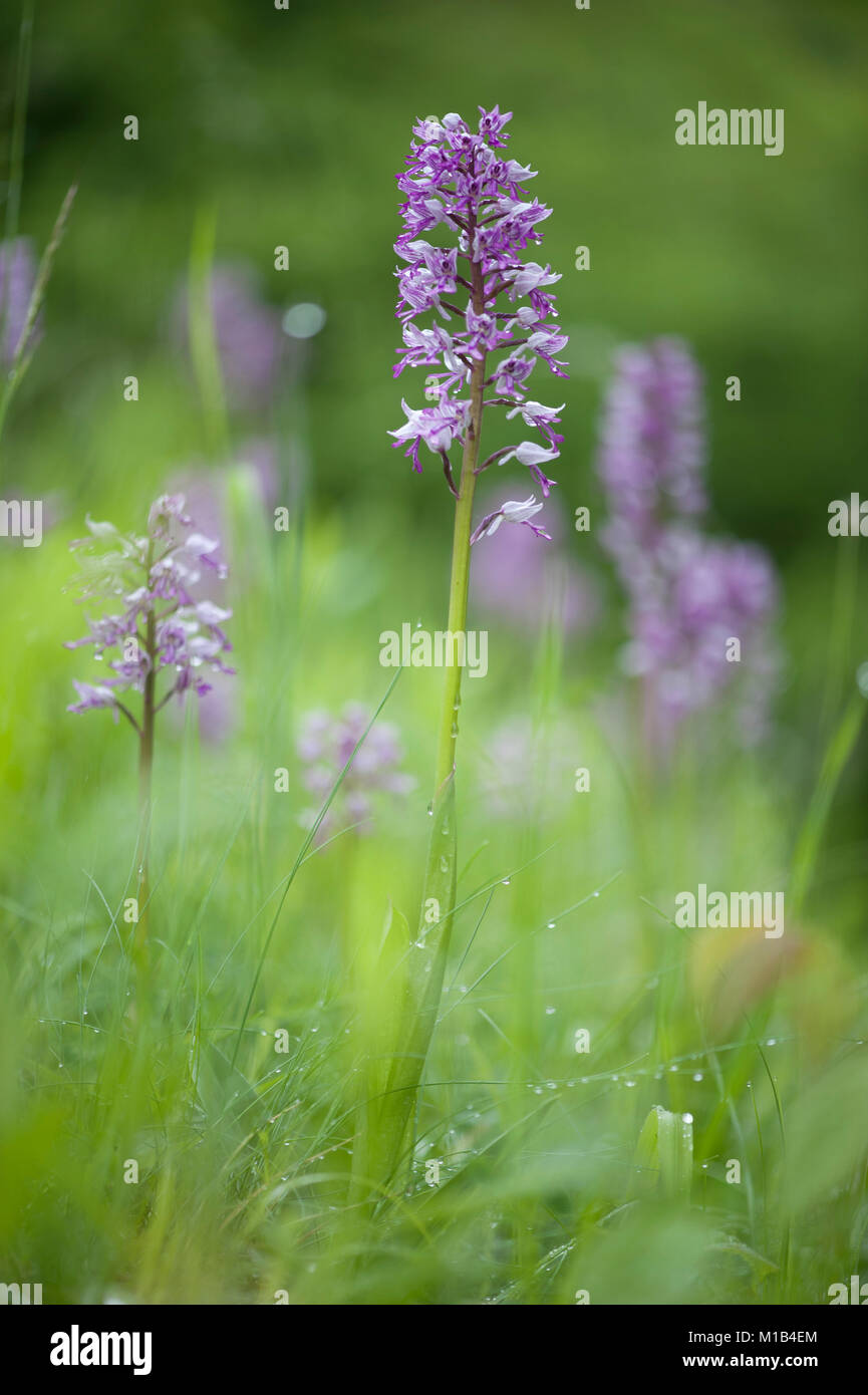 Orchis Militaris Helm Knabenkraut Military Orchid Stock Photo Alamy orchis-militaris-helm-knabenkraut-military-orchid-stock-photo-alamy