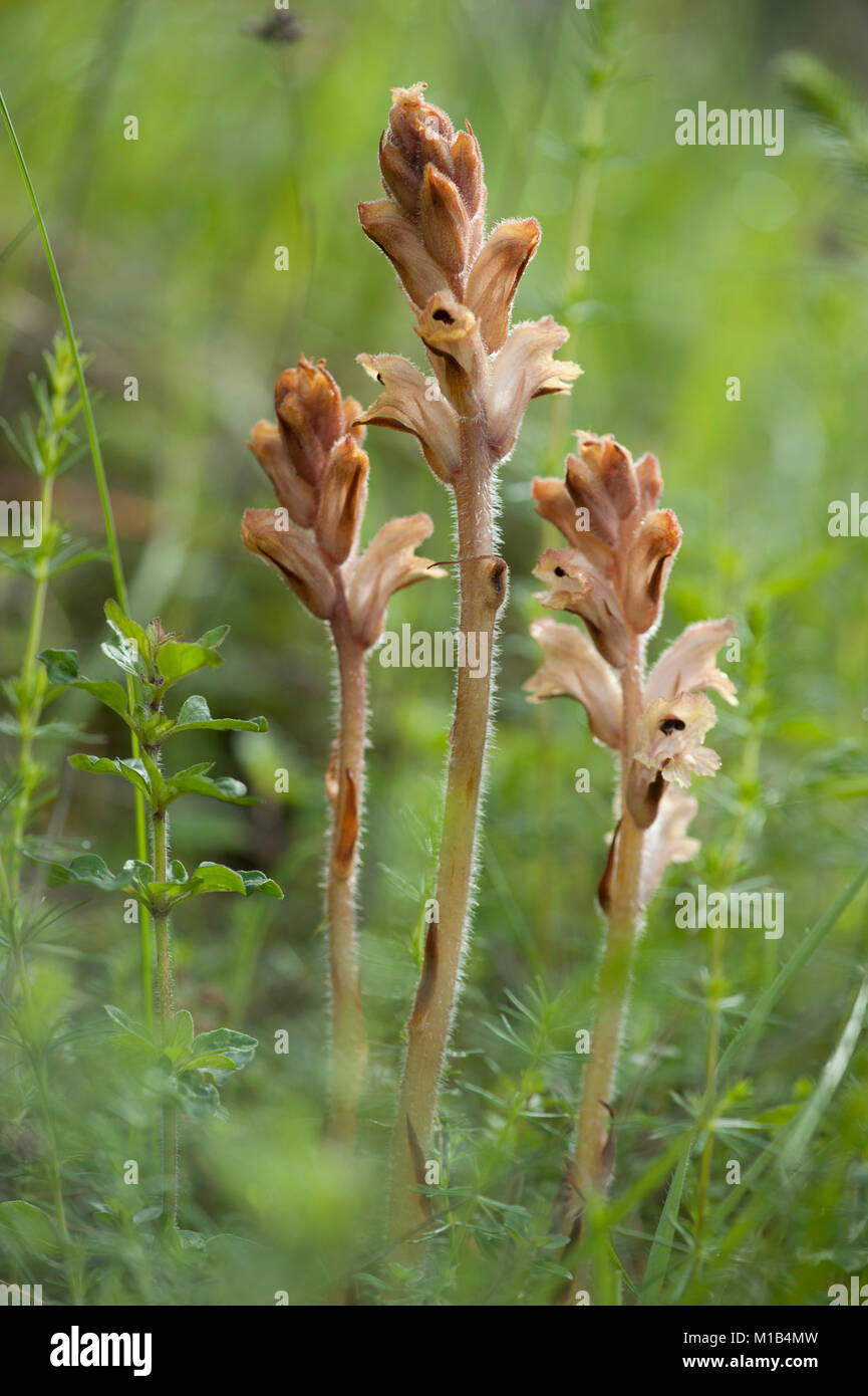 Orobanche caryophyllaceae,Nelken-Sommerwurz,Labkraut-Sommerwurz,Broomrape Stock Photo
