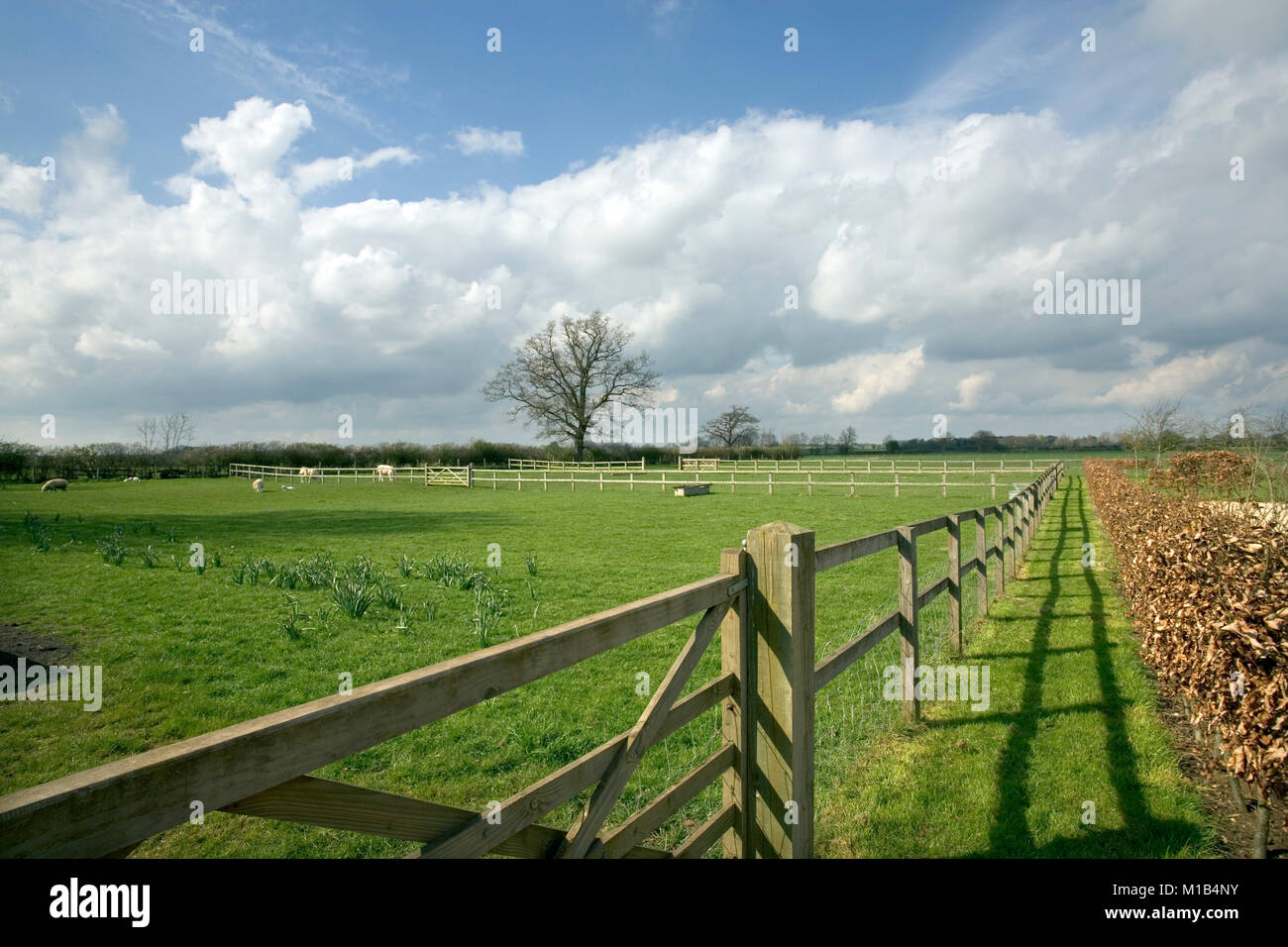 Post and rail fencing around a paddock with sheep Stock Photo Alamy