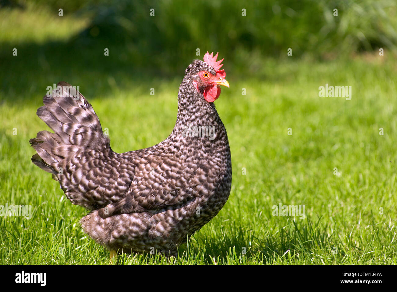 Free range chicken on grass Stock Photo Alamy