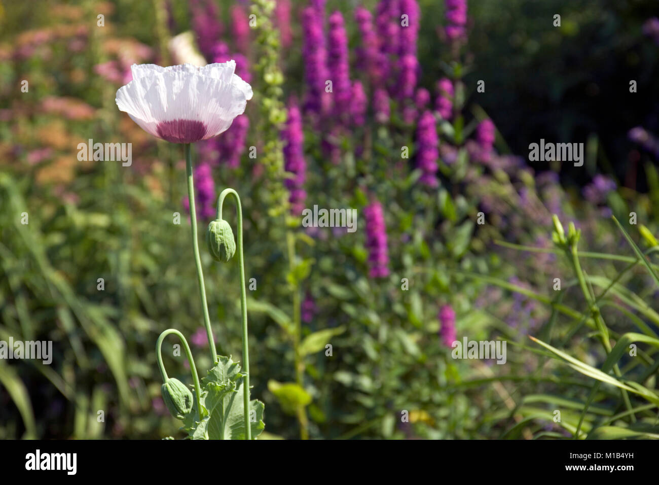 A single mauve poppy flower in a garden border Stock Photo