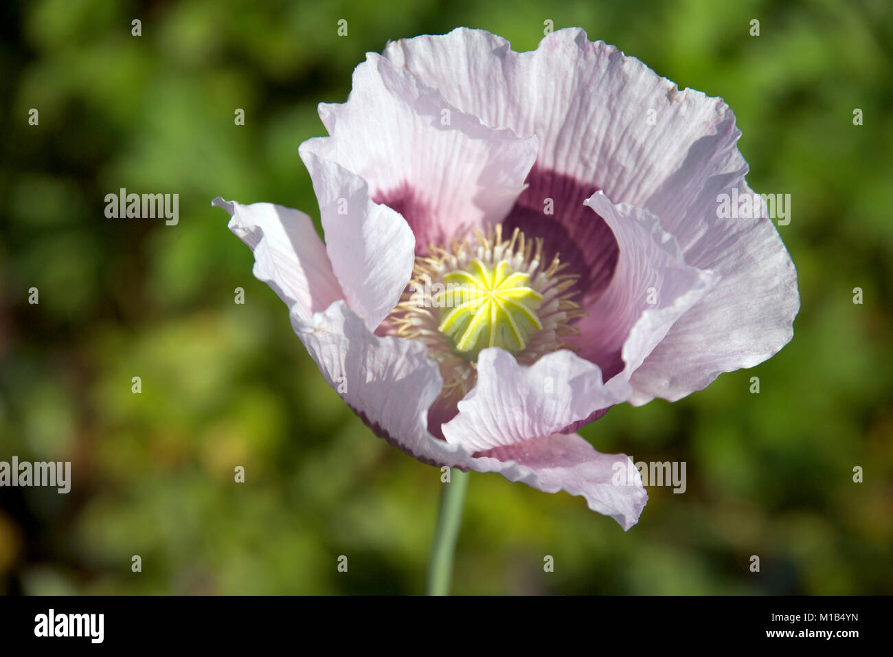 A single mauve poppy flower in a garden border Stock Photo