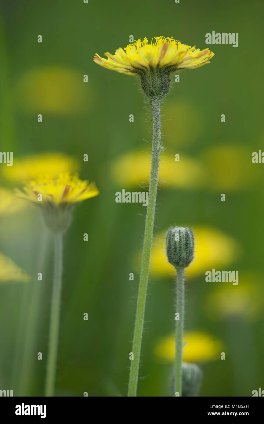 Pilosella officinarum,Kleines Habichtskraut,Mouse ear hawkweed Stock Photo