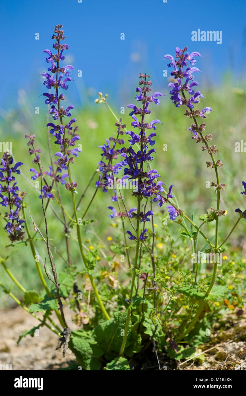 Salvia pratensis,Wiesen-Salbei,Meadow Clary Stock Photo