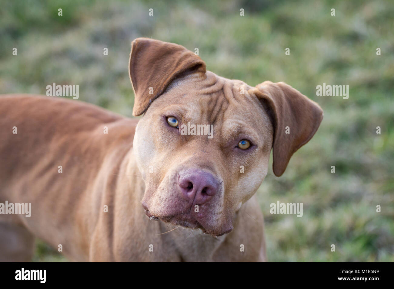 Portrait of a Working Pit Bulldog Stock Photo