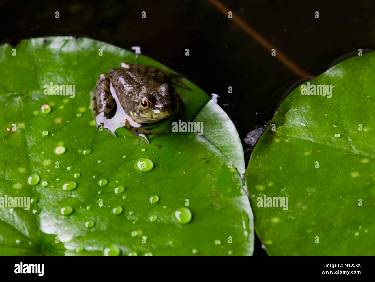 A young American bullfrog on a lily pad, in pond in southwest Alabama. Lithobates catesbeianus, Rana catesbeiana,   Kingdom: Animalia Phylum: Chordata Stock Photo