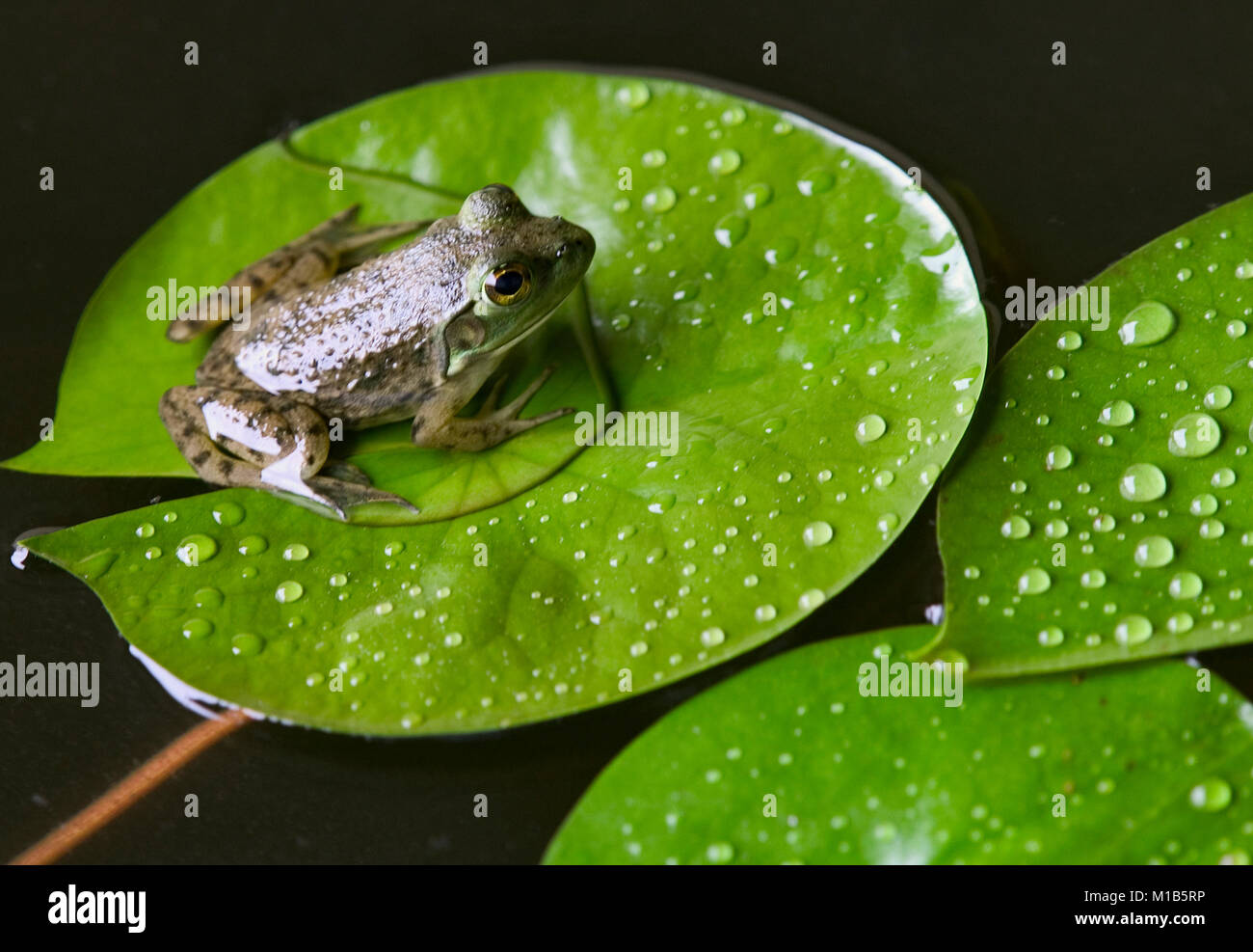 A young American bullfrog on a lily pad, in pond in southwest Alabama. The frog still has a stub of his tadpole tail. Lithobates catesbeianus, Rana ca Stock Photo