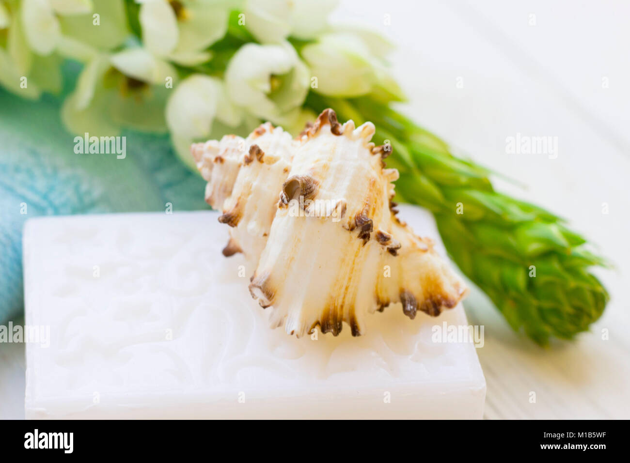 Spa Shell Samples Shell soap hi-res stock photography and images - Alamy