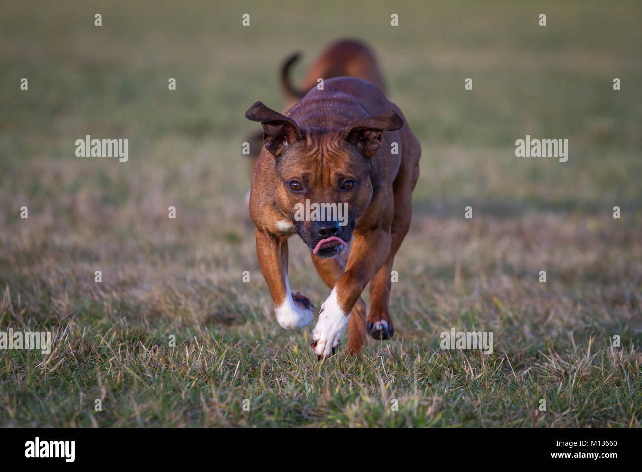 Healthy purebred dog running hi-res stock photography and images - Alamy