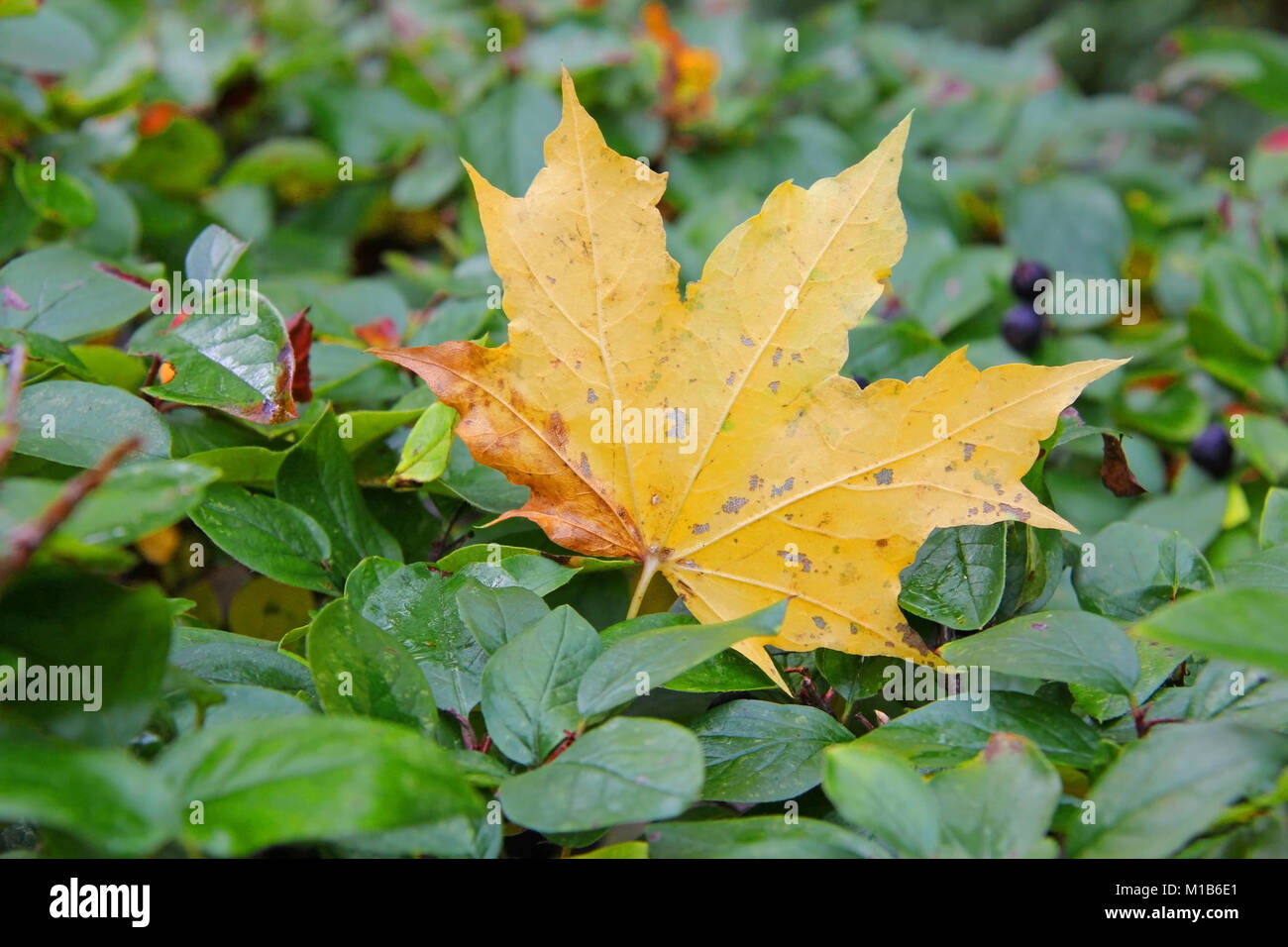 Maple yellow leaf hi-res stock photography and images - Alamy