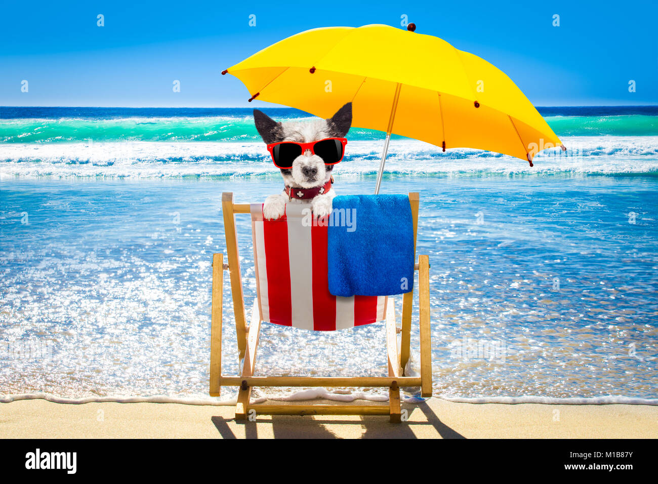 poodle dog resting and relaxing on a hammock or beach chair under ...