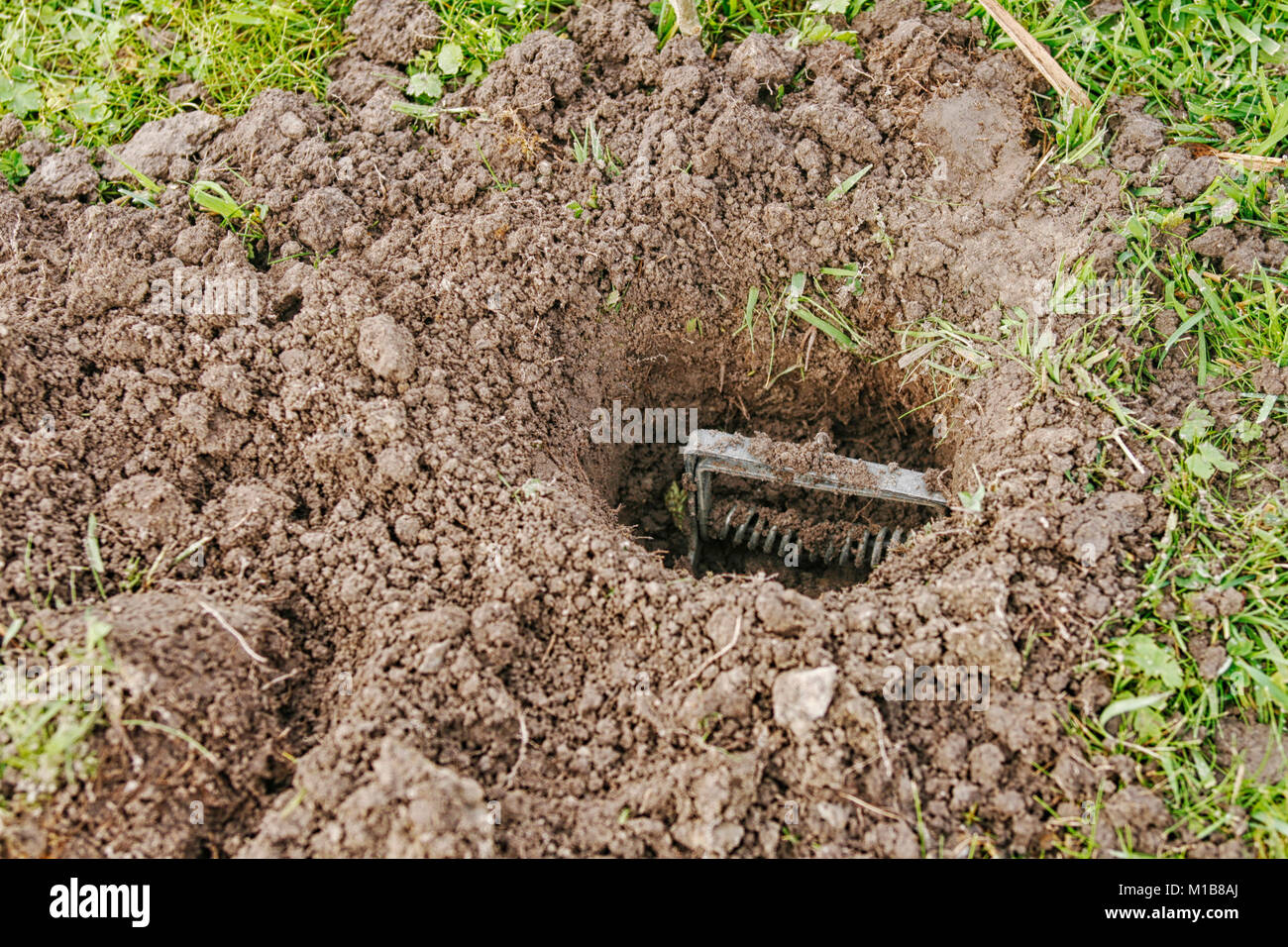 mole trap buried in the ground Stock Photo