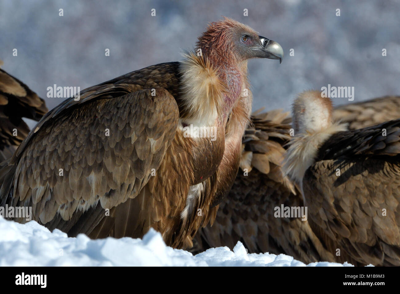 Griffon Vultures (Gyps Fulvus) in Winter Landscape, into the Mountains Stock Photo