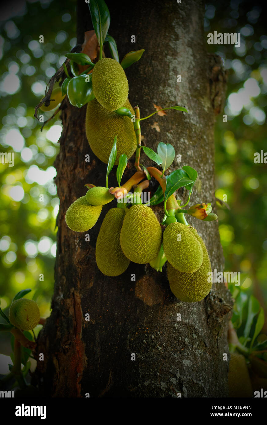 Jackfruit (Artocarpus heterophyllus) on tree. Chiang Mai, Thailand. Stock Photo