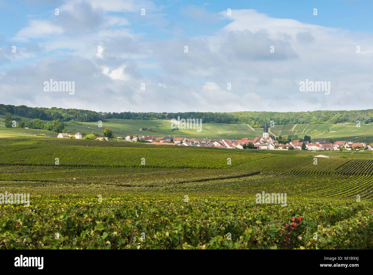 Vineyards at the village of Chamery with church in the Champagne region ...