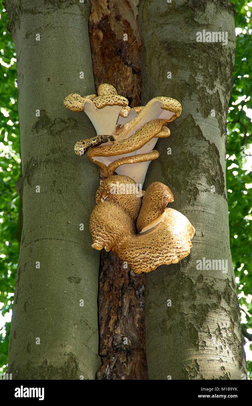 A Dryad's Saddle fungus (Polyporus squamosus aka Cerioporus squamosus) on a tree in summer. England, UK,GB. Stock Photo