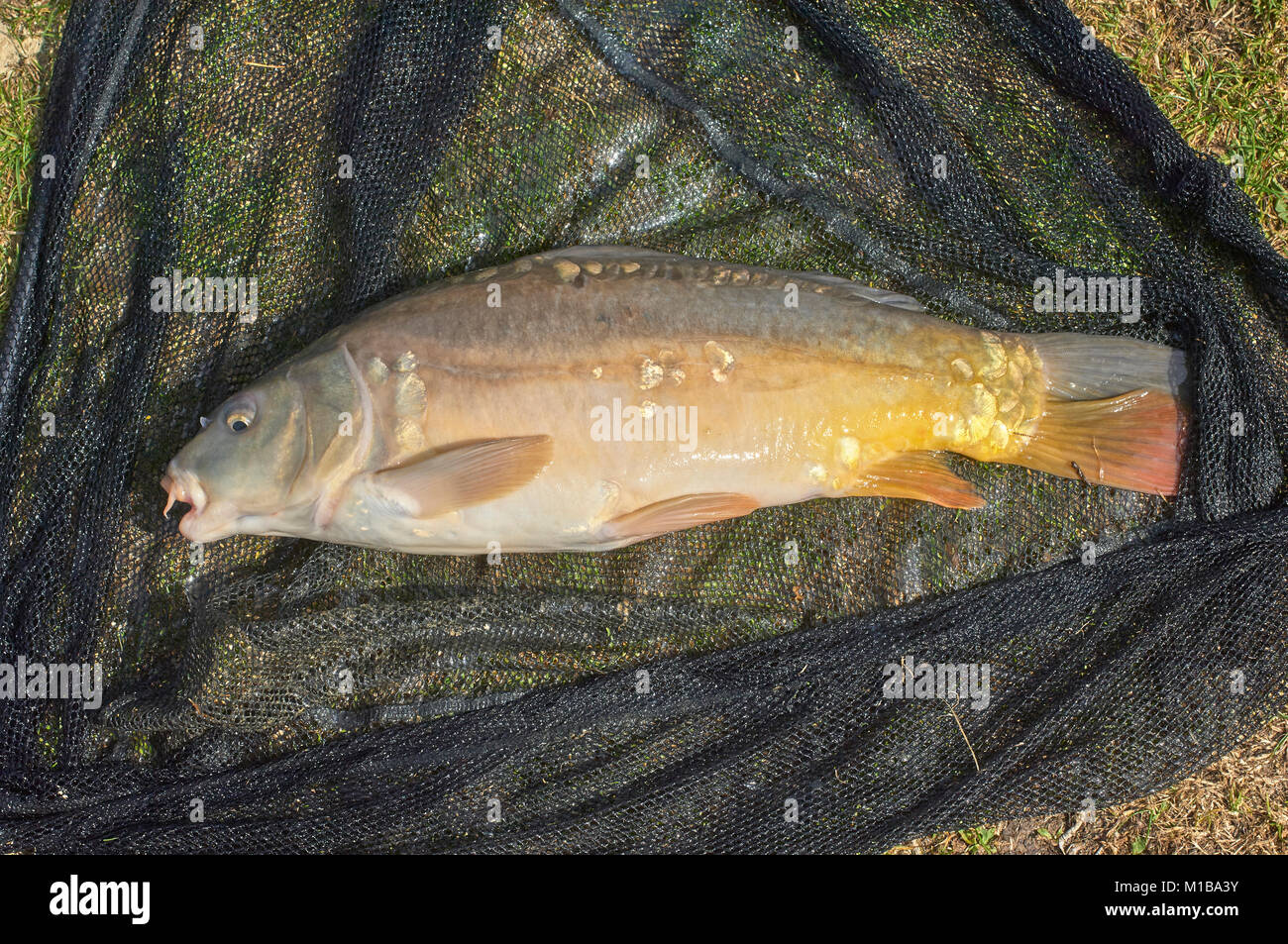 Bottom Feeder Stock Photos Bottom Feeder Stock Images Page 3