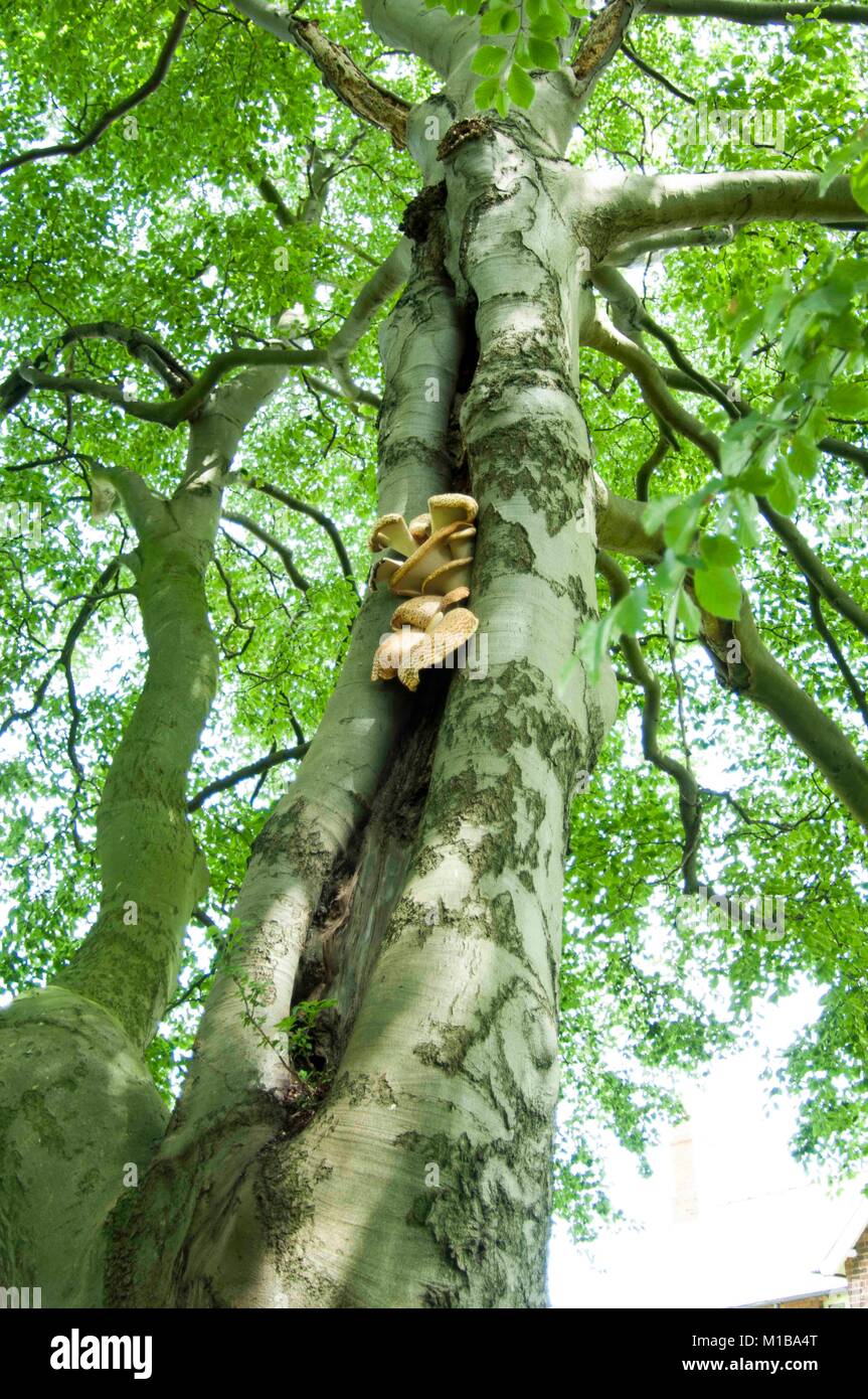 A Dryad's Saddle fungus (Polyporus squamosus aka Cerioporus squamosus) on a tree in summer. England, UK,GB. Stock Photo
