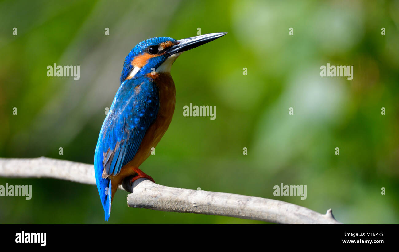 Common Kingfisher (Alcedo athis) on a Branch Stock Photo