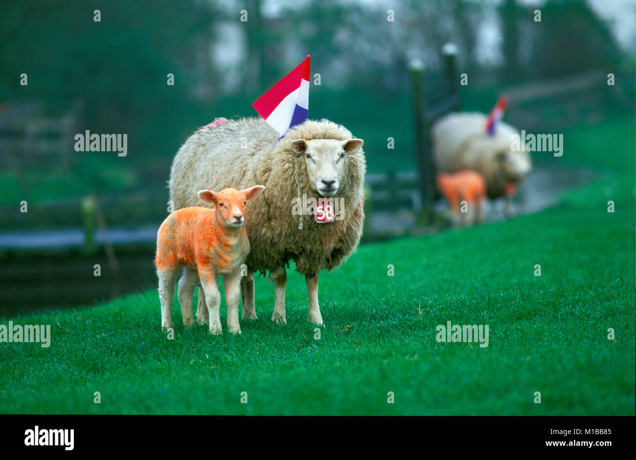 The Netherlands. Marken. Annual festival Kingsday 27 April. Sheep painted in national color orange and Dutch flag. Stock Photo